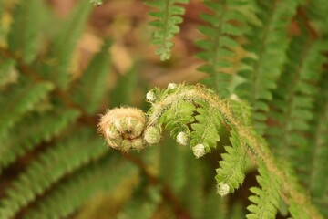 zwinięta liść paproci © Eva Biedrzycka