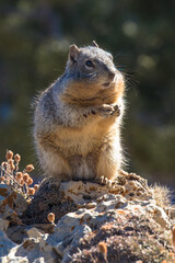 Ground Squirrel, Grand Canyon National Park, Arizona, USA