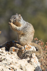 Naklejka na ściany i meble Ground Squirrel, Grand Canyon National Park, Arizona, USA