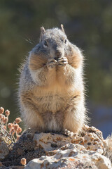 Ground Squirrel, Grand Canyon National Park, Arizona, USA