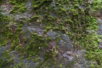 Moss on granite texture background