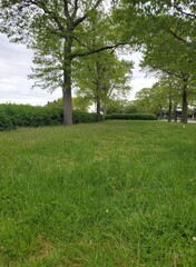 green grass and trees