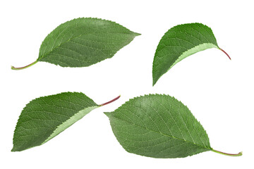 Leaves set isolated on white background with clipping path