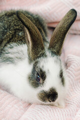 cute little fluffy rabbit on light background. grey and white color bunny. Easter symbol. domestic pet. vertical. postcard. card. portrait.