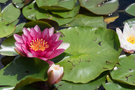 Closeup of a pink and white waterlily, lotus and grass in the garden pond