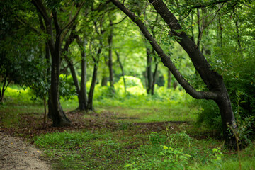 Obraz premium trees in the forest