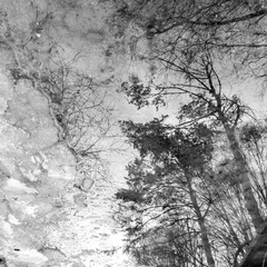 Empty tree branches reflected in frozen puddle