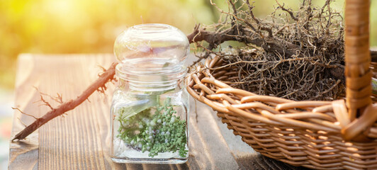 Dried rhizomes and roots of valerian medicinal. Transparent jar with fresh valerian flowers. Ingredients for preparation of natural herbal medicines