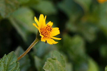 Close Up of Beautiful Little Yellow Star or Yellow button flowers