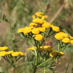 yellow flowers in the garden