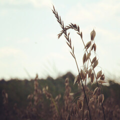 Fototapeta premium wheat field at sunset