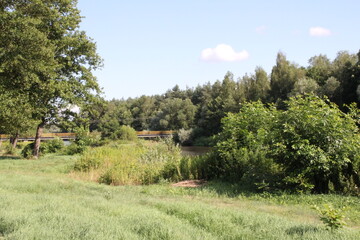 landscape with trees