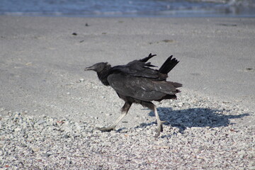 Buzzard at the beach