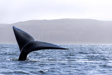 WHALE TAIL - WHALE WATCHING TOUR ON PUERTO MADRYN,  PATAGONIA ARGENTINA