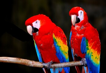 Close Up of Two Bright Colored Macaws Perched on Brown Branch with Sharp Talons Pair of Parrots in Wild Rainforest of Central America South America or the Carribbean Native Birds Habitat Conservation