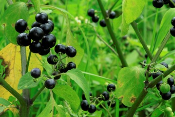 ハックルベリーの実