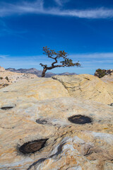 Desert Mountain Tree