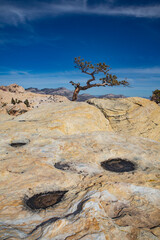 Desert Mountain Tree