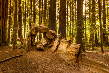Dead sequoia tree forming a tunnel in the Redwood  Forest National Park, California