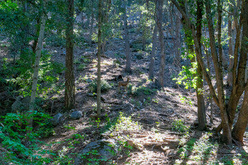 Deer in the forest