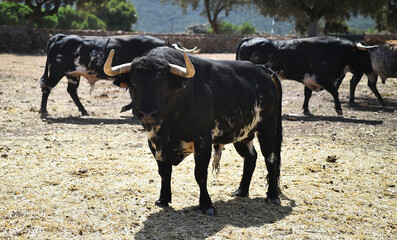 spanish bull in the field