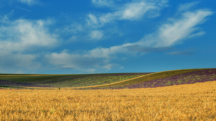 A field of wheat and a very beautiful blue sky with clouds. In the background, a field of lavender. A magnificent summer landscape with a copy of the space. The image is perfect for decor, Wallpaper