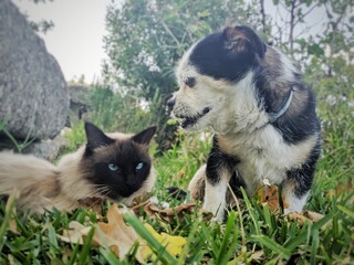 Amigos 