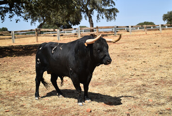 spanish bull with big horns on the cattle farm