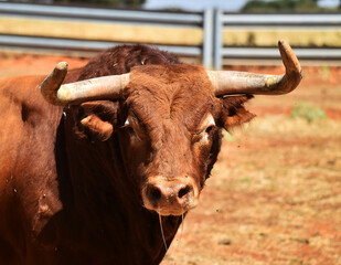 spanish bull in the field