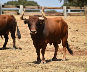 spanish bull with big horns on the cattle farm