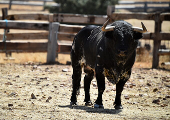 spanish bull in the field