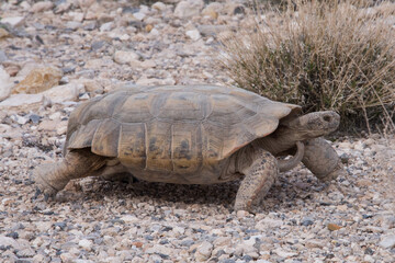 Red Rock Canyon NCA, Nevada - March 2019: Desert Tortoise (Gopherus agassizii) walks across desert floor in spacious enclosure designed for safety and viewing.