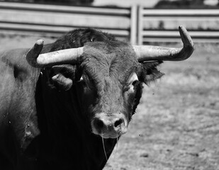 spanish bull in the field