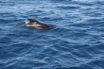 A Killer whale/Orca hunting the tuna fish in the Strait of Gibraltar, Spain, Marocco, UK.