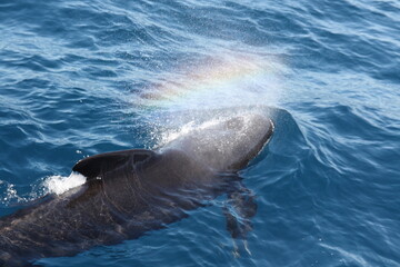 A Killer whale/Orca with a beautiful rainbow, hunting the tuna fish in the Strait of Gibraltar, Spain, Marocco, UK.