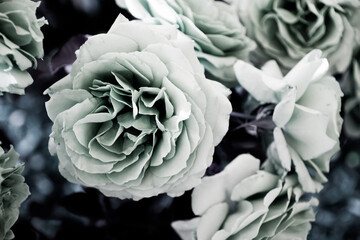 Black and White Roses