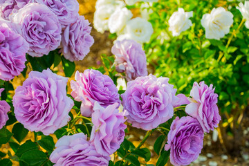 White and purple roses in bloom. 
