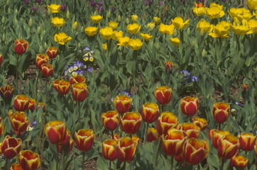 The garden is fullof life, tulips have bloomed, vivid flora colors, shape, design, beautiful petals,  alive and full of vigor and projecting, love, inspiration, beauty and care.  Can almsot smell 'em