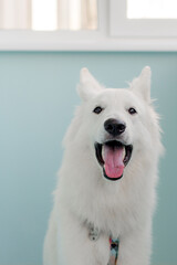 Obraz premium Portrait of a white dog sitting at home