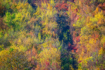 Autumn Nature with Colorful Tree Tops. Aerial View of forest in the fall