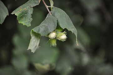 orzech laskowy leszczyna