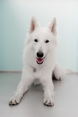 Obraz premium Portrait of a white dog laying at home