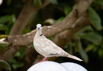 Beautiful white and beige eurasian collared dove standing alone on a round surface with front view of face. Bird has blurred background of nature with a tree, branches and green leaves.