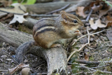 Naklejka na ściany i meble eastern chipmunk looking for food on a sunny day in the woods