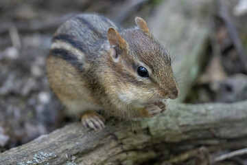 eastern chipmunk looking for food on a sunny day in the woods
