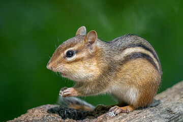 Naklejka na ściany i meble eastern chipmunk looking for food on a sunny day in the woods