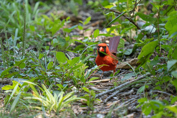 vibrant cardinal is watchful on a sunny day in the woods