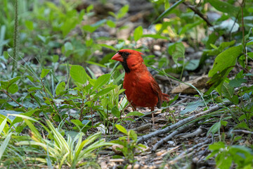 vibrant cardinal is watchful on a sunny day in the woods