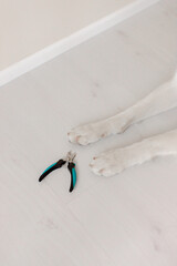 White shepherd and claw cutter