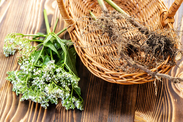 Dried rhizomes and roots of valerian medicinal. Transparent fresh valerian flowers. Ingredients for...